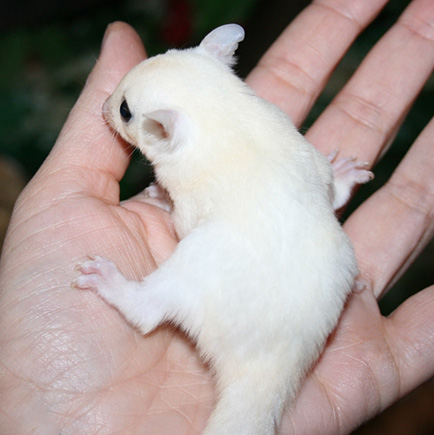 hand2