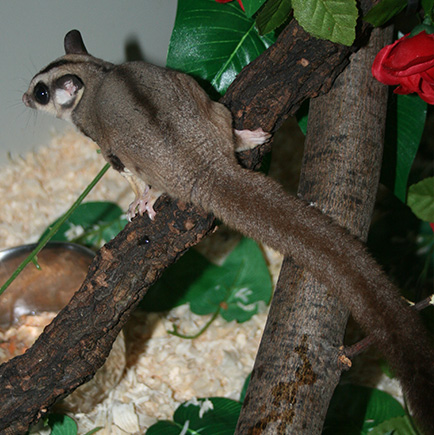 tail