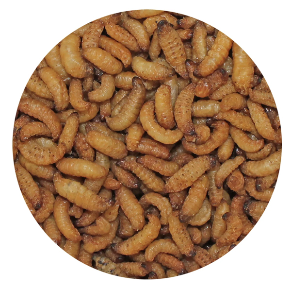 Wax Snacks